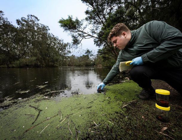 Mining the genomes of blue-green algae